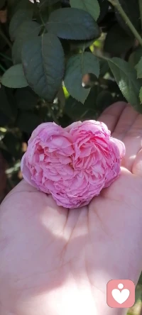 一花一世界一葉一菩提⊙ω⊙配圖