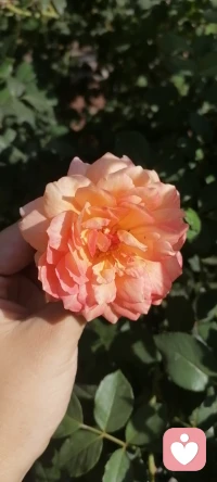 一花一世界一葉一菩提⊙ω⊙配圖