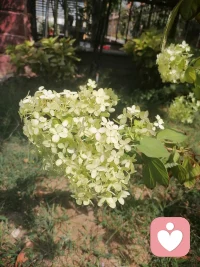 一花一世界一葉一菩提⊙ω⊙配圖