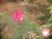 一花一世界一葉一菩提⊙ω⊙配圖