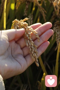 世界上最無效的努力，就是對孩子掏心掏肺地講道理，你講的道理越多，孩子越反感。
對于青春期的孩子，當父母發現孩子有“逆反”表現時，從前的管教模式需要有個大的轉變，從居高臨下到“學會妥協”，以柔克剛才是親子關系和諧，孩子順利成長的法寶。
具體是“多做飯、少說話”，多做飯指的不只是做飯，做好吃的飯，還要多陪伴，用詞陪伴。少說話指的是少講道理，既然叫逆反，就是，我知道你說的是對的，但是我不想聽，你越啰嗦我越反著來。
家長也許會問，我做不到不嘮叨，或者我講的道理很有道理啊？您若不信就試試，你在社會上再有威嚴，我也敢肯定，通過強勢，您斗不過孩子，萬一斗過了，將來后果更嚴重。
只有愛和智慧，才能讓孩子身心健康地長大成人。配圖