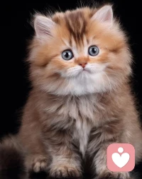 楊絳先生說過一句話：走好選擇的路，別選擇好走的路，你才能擁有真正的自己。每一個選擇，都是建立在我們的認知以上。選擇即代表方向，你的選擇決定了你會有怎樣的經歷。做出選擇是必然的，所有的選擇累積起來才造就了我們的生活。配圖