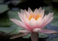 世間萬物，皆有因果！
人生，沒有無緣無故的愛，也沒有平白無故的恨，更沒有莫名其妙地緣.
如遇順境，則思這應該是自己以前做了什么善事，才有這樣的善緣，仔細回想，加倍努力，繼續行善!配圖