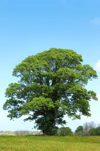 自驅(qū)力是一種內(nèi)在的力量，需要不斷地培養(yǎng)和激發(fā)。配圖