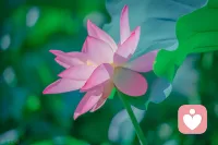 美好的一天來自真誠問候，12月，你好，愿國泰民安，親人健康，愿所有人幸福安康配圖