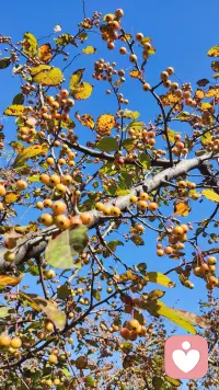 春花秋實，天人合一配圖
