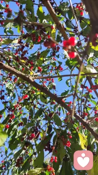 春花秋實，天人合一配圖