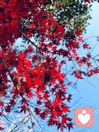 一片飄舞的紅葉，遇見深情的秋天，一個(gè)俏皮的飛吻，羞澀了秋的笑臉。
楓葉飄飄，傳遞著秋的燦爛，懷揣著秋的夢想，等待來年的春天。
春花秋葉，夏雨冬雪，自然如此，人生循環(huán)
有煩惱痛苦艱難，有幸福快樂高光
命運(yùn)如此，
低谷時(shí)不自暴自棄
高潮期不忘乎所以
……配圖