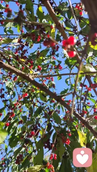 一片飄舞的紅葉，遇見深情的秋天，一個(gè)俏皮的飛吻，羞澀了秋的笑臉。
楓葉飄飄，傳遞著秋的燦爛，懷揣著秋的夢想，等待來年的春天。
春花秋葉，夏雨冬雪，自然如此，人生循環(huán)
有煩惱痛苦艱難，有幸福快樂高光
命運(yùn)如此，
低谷時(shí)不自暴自棄
高潮期不忘乎所以
……配圖