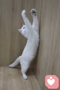 婚戀事業遇到嚴重焦慮迷茫感覺喜歡問未來更靠譜

明明知道大環境差是我無法改變的，我應該要做的是做好自己能做的事。
別內耗了，沒有意義，早睡早起，明天起來發封郵件問學籍驗證報告和就業推薦表咋整吧。說起來學校郵箱八百年沒用過了。
我好難過，不知道在難過什么，可能是在難過充滿不確定的未來。
emo時喜歡研究玄學。看手相我的事業線是很清晰很直的，末尾分叉兩頭，但是事業線的開頭有四個島紋，說明開頭難但是以后會順利且主副業都發展得不錯。那就讓我在人生的早期吃點苦吧，我相信只要能力提升上去了，那么未來就可期。
我的靈魂深處有兩股力量在撕扯，一個大喊不要躺平，一個在說好累好想開擺。配圖