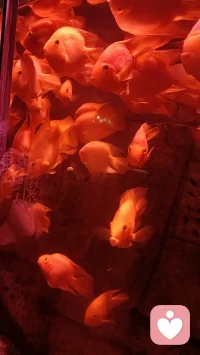 治愈生活的良方
就是保持对生活的热爱配图