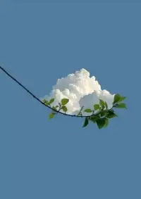 在這個充斥著抑郁焦慮的時代，你必須讓自己的心安定下來，才能細細品味生命里的每一處幸福所在。所以，當你心里迷茫的時候，不妨來找我聊聊。也許某一句話就可能讓你幡然領(lǐng)悟，放下執(zhí)念。配圖