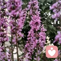 我們只會與自己層級差不多的人發(fā)生沖突，通過努力學(xué)習(xí)提高自己的層級，就會不屑與別人矛盾了。配圖