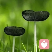 最近超流行的10個(gè)心理學(xué)技巧
——子欣老師

01

人們傾向于記住最先發(fā)生或最后發(fā)生的事情，所以發(fā)言的時(shí)候，想印象深刻，你最好選第一個(gè)或者最后一個(gè)。

?02

演講、公開發(fā)言的時(shí)候，在身后放一面鏡子，觀眾的視線就會(huì)集中在鏡子里的自己，沒(méi)有空看你。

03

緊張的時(shí)刻，嚼口香糖，薄荷糖。

?04

如果你看到某人時(shí)很開心，那么他們看到你時(shí)也會(huì)非常開心。

?05

注意別人的腳，當(dāng)你加入別人的談話時(shí)，如果對(duì)方只是把上半身扭過(guò)來(lái)，腳還是維持原來(lái)的方向，那就說(shuō)明對(duì)方不歡迎你。

?06

不要被別人嚇到，生活不易，全靠演技。

?07

你假裝成什么樣子，最終就會(huì)成為什么樣子，這是自證預(yù)言的最佳應(yīng)用方式，偽裝成自己喜歡的樣子吧。

?08

你前面的車開得特別慢，你想下車去前面敲他的玻璃窗，想一下前面開車的是你的親人，就不生氣了。

?09

焦慮是現(xiàn)代人的通病，收拾家里，能有效緩解焦慮。

?10

身體對(duì)壓力的反應(yīng)——呼吸加快，心跳加速。
當(dāng)你信心百倍的時(shí)候，也會(huì)呼吸加快，心跳加速，所以放松下來(lái)，全力以赴！配圖