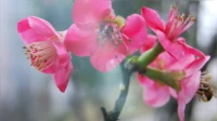 给大家说一个古老的爱情故事——婚恋中从来不缺情感的故事，只是很少有人还记得其中的意义。氓之蚩蚩，抱布贸丝。匪来贸丝，来即我谋。送子涉淇，至于顿丘。匪我愆期，子无良媒。将子无怒，秋以为期。乘彼垝垣，以望复关。不见复关，泣涕涟涟。既见复关，载笑载言。尔卜尔筮，体无咎言。以尔车来，以我贿迁。桑之未落，其叶沃若。于嗟鸠兮，无食桑葚！于嗟女兮，无与士耽！士之耽兮，犹可说也。女之耽兮，不可说也。桑之落矣，其黄而陨。自我徂尔，三岁食贫。淇水汤汤，渐车帷裳。女也不爽，士贰其行。士也罔极，二三其德。三岁为妇，靡室劳矣；夙兴夜寐，靡有朝矣。言既遂矣，至于暴矣。兄弟不知，咥其笑矣。静言思之，躬自悼矣。及尔偕老，老使我怨。淇则有岸，隰则有泮。总角之宴，言笑晏晏。信誓旦旦，不思其反。反是不思，亦已焉哉！