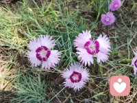 經(jīng)常陷入糾結(jié)，被罵了之后要不要對(duì)罵回去？

被罵了要不要懟回去，我內(nèi)心立即說(shuō)，是的一定要懟回去，先讓自己舒服一下，憑什么被罵了還要忍著。當(dāng)然，這里邊有我自己的投射，不完全因?yàn)檫@個(gè)問(wèn)題。

我覺(jué)得這是個(gè)很好的提問(wèn)，許多人也有這樣的疑惑，因?yàn)閼慌c被懟，罵與被罵，關(guān)于吵架之類(lèi)的事在家庭、在單位、甚至大街上素不相識(shí)的人都有可能會(huì)無(wú)故遭遇到這種事，所以司空見(jiàn)慣，但是如何處理，大家又不一樣。

如果是被動(dòng)的被罵的那個(gè)人，被罵后有憤怒，內(nèi)心也想對(duì)罵，但是一想到要做個(gè)好人，有素質(zhì)的人，于是壓制憤怒，不說(shuō)。但事后又后悔，心里難受。

要知道壓抑下的憤怒不會(huì)消失，會(huì)轉(zhuǎn)換成別的情緒，如后悔。那這種壓抑累積多了，遲早一天會(huì)以更強(qiáng)烈的方式爆發(fā)，那時(shí)可能就不只是后悔了。還可能憋出病來(lái)，一些心身疾病，很多與說(shuō)不出的情緒有關(guān)。

所以有情緒，要宣泄、疏導(dǎo)。

那被罵了，為什么不敢懟回去？可能會(huì)有以下原因:
1.怕招致更大的懲罰或報(bào)復(fù)
2.覺(jué)得自己罵不過(guò)，怕再吃虧
3.黨得自己沒(méi)用，不會(huì)罵人

怎么樣懟回去，也是有技巧的，比如

從氣勢(shì)上壓過(guò)他，聲音要高，底氣要足，

態(tài)度上要始終站在自己一邊，不要被對(duì)方帶偏，

不要顧慮，立即懟，不論對(duì)錯(cuò)好壞，先懟了再說(shuō)。

其實(shí)，懟回去的目的不是為了和對(duì)方吵架，也不是論輸贏，而是樹(shù)立邊界，讓他們看到，你這個(gè)人是有邊界底線的，不能想怎樣就怎樣，不是軟柿子任由捏。

別人碰到了你立的界線，下回再想罵你就得想想了，人家不是好惹的，就會(huì)罷手。這個(gè)邊界用來(lái)保護(hù)自己。

敢不敢懟，關(guān)鍵要過(guò)自己這關(guān)，自己允許自己懟，才能懟出來(lái)。

懟是強(qiáng)烈的交流方式，有時(shí)懟完后，雙方有了交流溝通，消除了誤解，反而促進(jìn)了關(guān)系。配圖