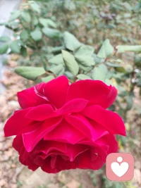 有時候世俗的成功像迷霧一樣遮住了真相，表面上亮麗光鮮，下面卻埋著破銅爛鐵配圖