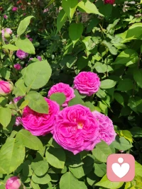 每个心理健康的人也会有心理冲突，这些冲突是各式各样的，如，我们想去看电影，同时在这一时间段又有一场自己喜欢的培训，不知选择哪一个配图