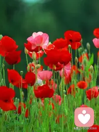 心理上成熟健康的人不仅能接受外在对他的赞赏，从中得到快乐，而且能在没有人赞赏、回应的情况下获得快乐，这种快乐是相对比较自由的快乐配图