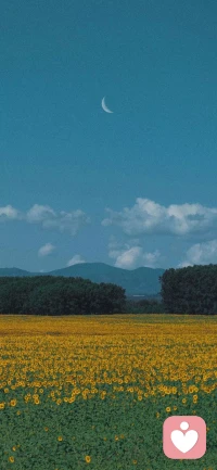 、我30岁了，总是和父母吵架有时候算是因为大事，有时是小事，最后都不开心，心理咨询是让我和父母和解吗？
——也许真正吵架的，是你自己的一部分和另一部分，比如，你要离开父母走向独立的部分，与要继续做父母的女儿这部分在打架。在你的领土主权下你是听自己的意志，还是父母的意志这两个声音在打架。你爱的部分和恨的部分在打架。心理咨询关心的是你与自己的和解。配图