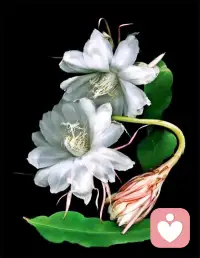 幽默是智力的体现，幽默和玩笑不同，二者都让人开怀一笑，但玩笑有时以伤人尊严为代价，带有一些攻击性，而幽默能够化解攻击性。这是成熟表现。配图