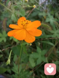 好的溝通不一定是我們喋喋不休的一直在說(shuō)，可能是對(duì)方在說(shuō)的時(shí)候我們只是在聆聽；可能對(duì)方在說(shuō)的時(shí)候，我們只是在某一個(gè)他需要協(xié)助的時(shí)候，給了他一個(gè)開放性的提問(wèn)。好的溝通方式，也許是對(duì)方什么也沒(méi)說(shuō)，就坐在我們對(duì)面沉默，而我們給了他這樣的允許。對(duì)一個(gè)人來(lái)講，如果這樣的方式能夠給他一個(gè)機(jī)會(huì)，讓他走進(jìn)自己生命更深處的話，那么對(duì)他來(lái)講，這種溝通方式就是有意義的。一個(gè)健康的溝通方式，或者說(shuō)一個(gè)敞開的不帶明確目的的溝通方式，實(shí)際上是一種能讓對(duì)方進(jìn)行自我療愈的路徑。配圖