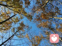 秋高氣爽，快樂登場，
落葉紛飛中流淌煩惱憂傷，
天高云淡中享受百花芬芳。
各位早安！配圖