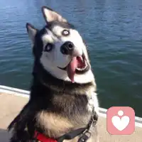 很多所謂的“狼性”﹣一主動(dòng)加班不要錢，冷看同事遭遇不合理待遇，唯領(lǐng)導(dǎo)馬首是瞻一一根本和狼沒(méi)半毛錢關(guān)系，這是哈士奇文化好不好（哈士奇這鍋你來(lái)背，雖然你其實(shí)也不拋棄同類，但是你太二了）配圖