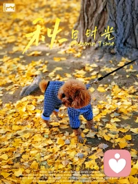 一陣秋風(fēng)一陣涼，一層落葉一層黃。配圖