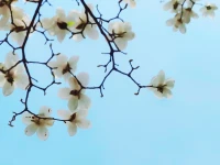 人和人之間的差異，猶如螞蟻和大象。不必理解，也不必期待理解。配圖
