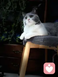 有貓的聊聊貓，有狗的說說狗，有娃的講講育兒，我在這里，等你傾訴配圖