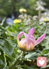 為什么厭學的孩子會黑白顛倒

1、黑白顛倒可以給孩子帶?來一種鮮活的刺激感。晚上夜深人靜，可以釋放自己的自由，可以充分表達自己，可以做自己想做的事。
常見的一個現象是:越是壓抑的孩子，越是晚上會盡情的揮霍時間。這是一種“過度補償”。不僅僅是孩子如此，很多白天工作壓抑、事業不得志的成年人也有這個需求。

2、從心理經濟學上講，每個人所做的事一定是對他最?有利的、代價最小的事情。不少孩子晚上熬夜，是因為白天無所事事、內心極度內疚、自責、緊張，缺乏效能感。

3、熬夜可以給人一種虛幻的感覺:我還年輕。熬夜會?帶來各種各樣的信息刺激，比如電子產品有很多是晚上?直播、游戲、競賽解說、午夜電影等。
這些都會讓人產生類似成癮的吸引固著。游戲本身容易?引發心流體驗，更是讓孩子?會沉迷其中。

如果更深一步來看，根據精神分析的理論，黑白顛倒的人是因為沒有安全感，他必須找一個事情來逃開潛意識里對做其他事情的恐懼。

因此，他找到了一件事讓自己累到極致，然后身體跳出來說：停下來你必須睡覺了。這時候，孩子們再也無法顧忌恐懼，他就能睡覺了。而這一切孩子們無法用言語表達，只能用通宵游戲的非語言的信息來求助。配圖