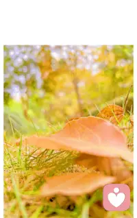 葉落歸根，萬物循環，活在當下，不思前不慮后。配圖