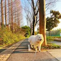 “愛的秩序”有三大動力：整體性（聯(lián)結(jié)）、平衡、次序。配圖