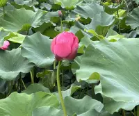 假如你想培養內心的平靜，那么首先應該調整你的呼吸，因為當呼吸受到控制，心才會得以安寧；如果呼吸時斷時續的話，心就會被攪擾。因此，在做其他嘗試之前，先調整自己的呼吸，從而使性情變得溫和，內心也會隨之平靜下來。如果呼吸更強大，那么欲望和感覺就會受到控制，大腦也得以安寧。而如果欲望更強大，那么呼吸就會混亂，大腦也會因受到刺激而被攪擾。??配圖