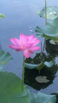 今天的早安能量分享——讓自己保持彈性
當別人冒犯你的時候，最好的回應就是“也許你是對的”。然后嘗試從他們身上學習，看看是不是能夠找到一些值得你去改進的地方。
這個世界上，每個人的性格、想法、經歷都是不一樣的，所以你要有一個心理準備：不可能每個人都會認同你。
對于別人給你的建議也是一樣，它們并不是你必須要遵守的法律。你可以把他們當作是“帽子”——如果不適合自己的話，你隨時都可以換另外一頂。
沒有東西是十全十美的，不要相信有一種萬能藥能夠解決所有的問題，讓自己保持一點彈性，你會活得更從容。配圖