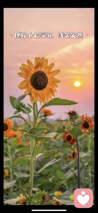 向阳而生，坚定而持着，早安配图