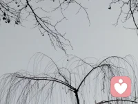 四十五岁的女人，青春就像晚秋树上最后飘零的两片叶子；显得尤为珍贵。或者更像是猪尾巴上的最后一根毛，不敢懈怠，生怕不小心被拔了去。配图