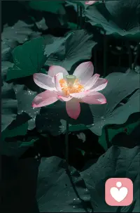 心宽一寸，路宽一丈。心无褶皱，行至春光。晨有清远，暮有余闲。只今只道只今句，梅子熟时栀子香。配图