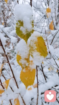 心與心的距離并不遠，只要溝通；情與情的守候并不難，只要包容。緣分要用心，才能擁有；感情要真心，才能永恒配圖