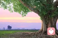 你所做的事情，也許暫時看不到成功。不要灰心，你不是沒有成長，而是在扎根。配圖