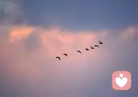 孤雁不飲啄，飛鳴聲念群。
誰(shuí)憐一片影，相失萬(wàn)重云。
望盡似猶見(jiàn)，哀多如更聞。
野鴉無(wú)意緒，鳴噪自紛紛。

愿小雁兒能找到回家的路。配圖