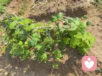 每次進(jìn)到山里，都有種身心純潔的感覺，似乎純天然的空氣、環(huán)境能洗凈身心的污垢[微笑][微笑][微笑]配圖