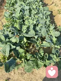 每次進(jìn)到山里，都有種身心純潔的感覺，似乎純天然的空氣、環(huán)境能洗凈身心的污垢[微笑][微笑][微笑]配圖