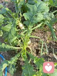 每次進(jìn)到山里，都有種身心純潔的感覺，似乎純天然的空氣、環(huán)境能洗凈身心的污垢[微笑][微笑][微笑]配圖