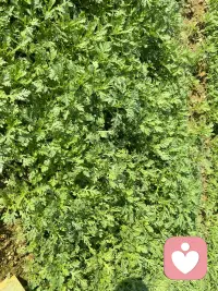 每次進(jìn)到山里，都有種身心純潔的感覺，似乎純天然的空氣、環(huán)境能洗凈身心的污垢[微笑][微笑][微笑]配圖