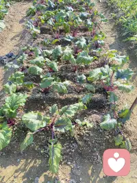 每次進(jìn)到山里，都有種身心純潔的感覺，似乎純天然的空氣、環(huán)境能洗凈身心的污垢[微笑][微笑][微笑]配圖