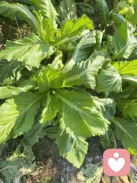 每次進(jìn)到山里，都有種身心純潔的感覺，似乎純天然的空氣、環(huán)境能洗凈身心的污垢[微笑][微笑][微笑]配圖