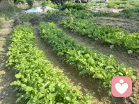 每次進(jìn)到山里，都有種身心純潔的感覺，似乎純天然的空氣、環(huán)境能洗凈身心的污垢[微笑][微笑][微笑]配圖