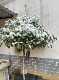 久違的感覺，還是07年玩過雪[微笑]配圖